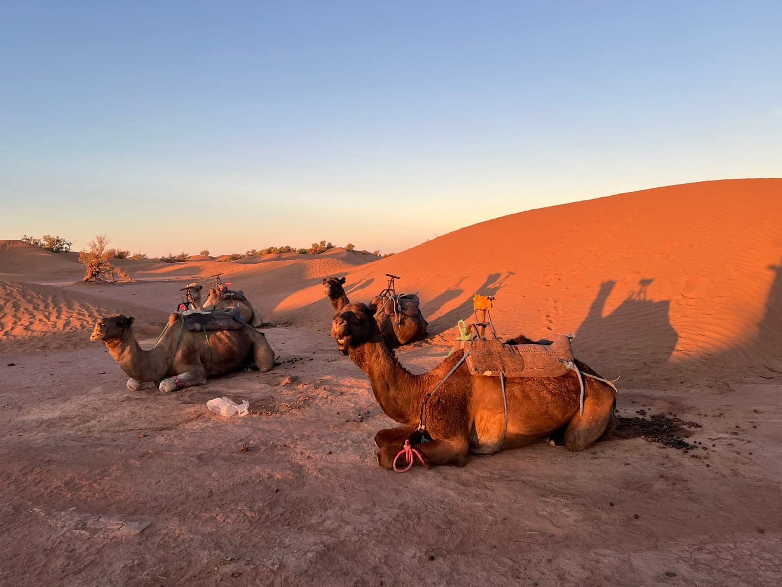Saddled camels couched on the sand at a desert camp in low orange evening light, dune slopes and tamarisk behind