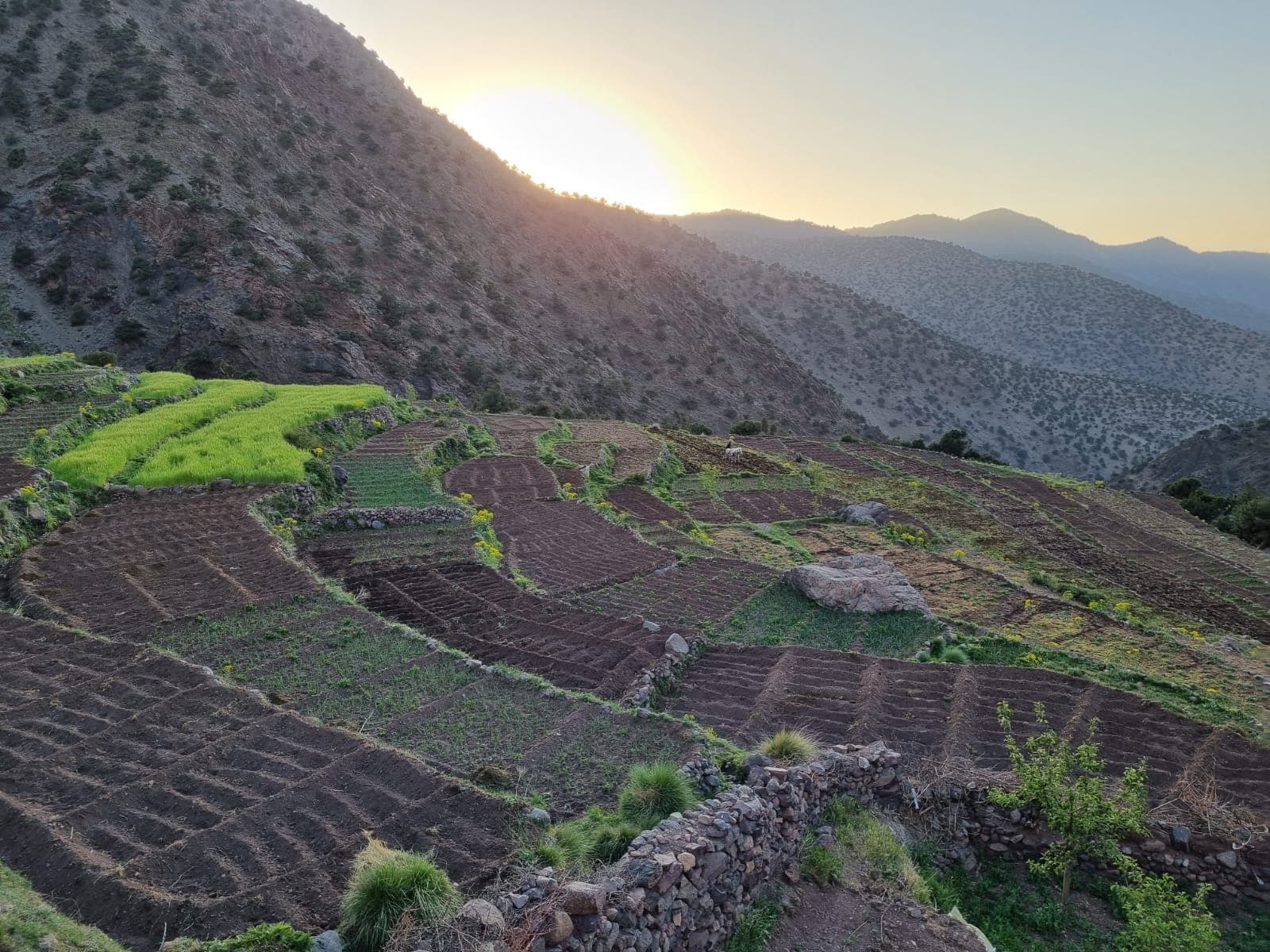 Terraced fields above an Atlas valley at sunrise in spring, young green barley on the upper terraces and bare tilled soil below