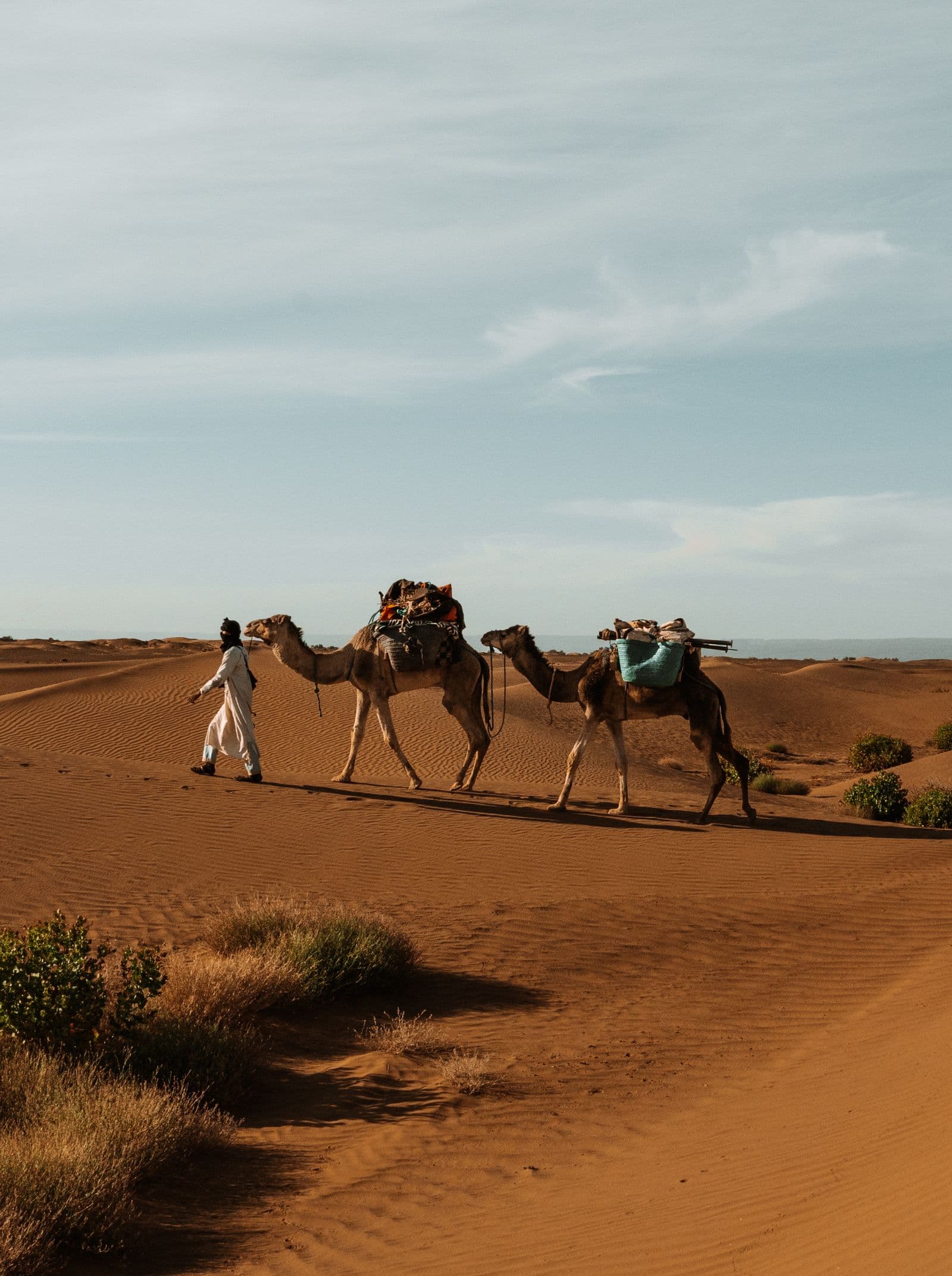 A camel caravan crossing rippled sand in the Moroccan Sahara, long shadows in low sun